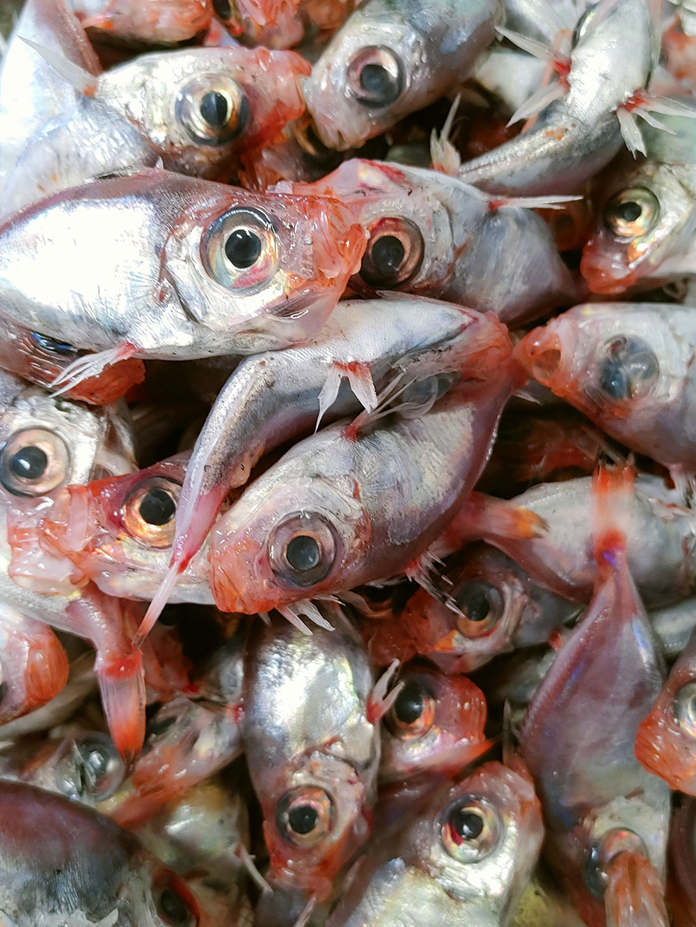 漁師さんがコンペイトウと呼ぶこの小さな深海魚。